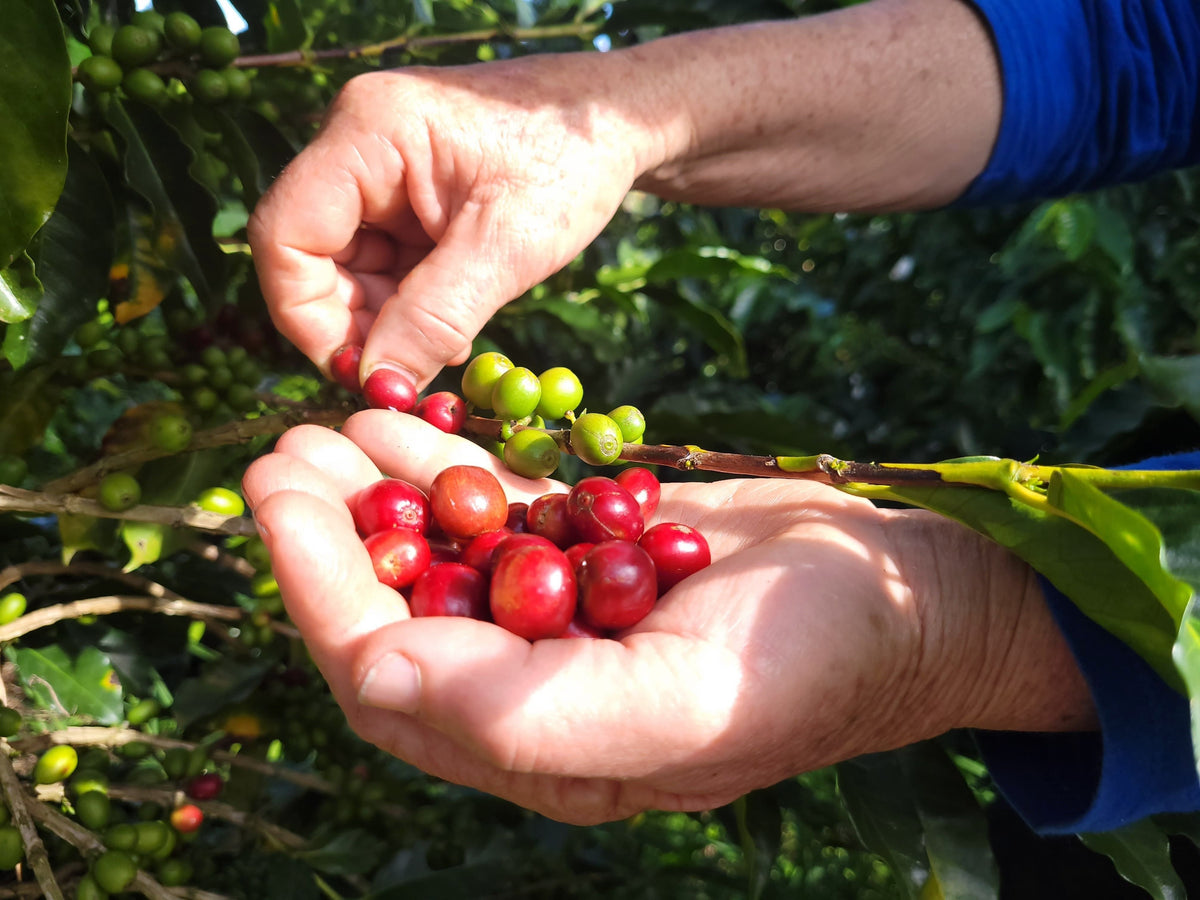 Café Honey Edición Limitada La Nohelia | 2 x 250 g