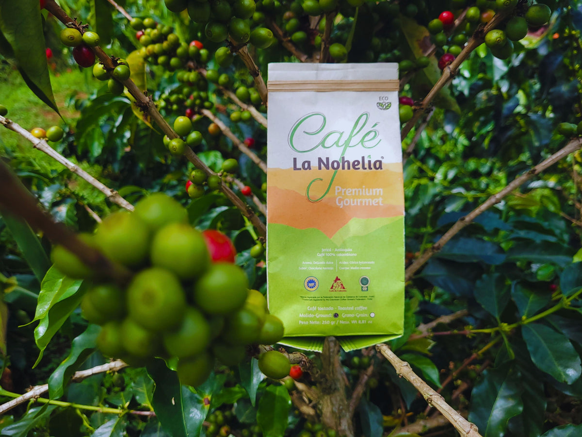 Pack Familiar Café Especial Molido La Nohelia | 3 x 250 g